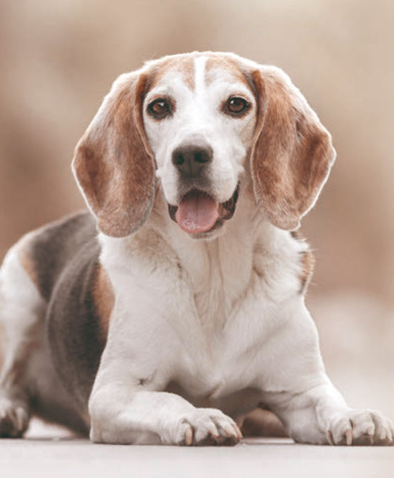 Rezepte für ältere Hunde