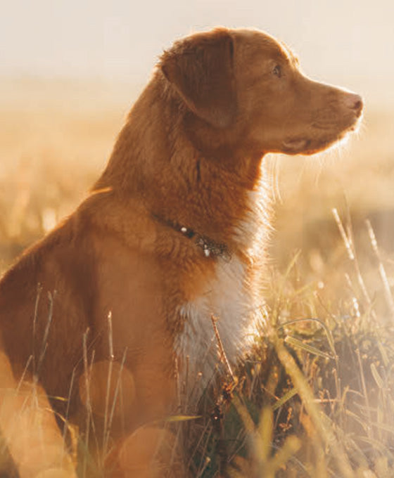 Rezepte für  Ausgewachsene Hunde