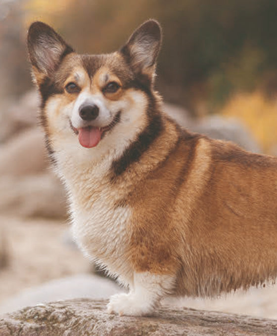 Rezepte für Kleine  Hunde